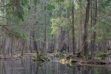 Image showing Springtime wet mixed forest with standing water