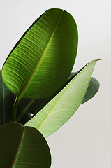 Image showing large green leaves of ficus on a neutral