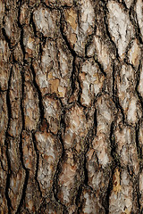 Image showing bark of pine tree close up