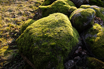 Image showing overgrown with moss stones