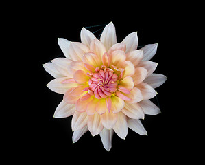 Image showing beautiful dahlia flower