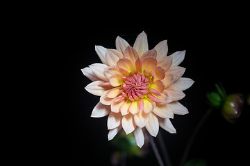 Image showing beautiful dahlia flower