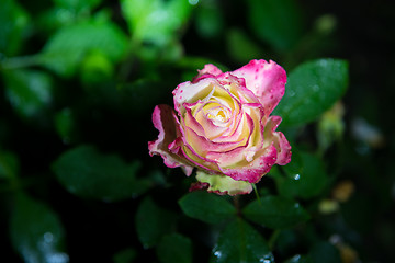 Image showing rose flower in garden