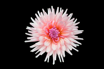 Image showing beautiful pink  dahlia flower isolated