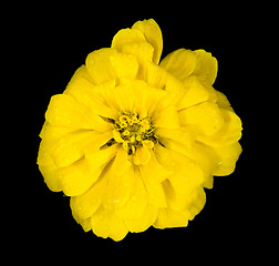 Image showing beautiful yellow flower