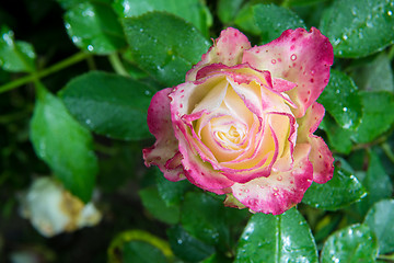 Image showing rose flower in garden
