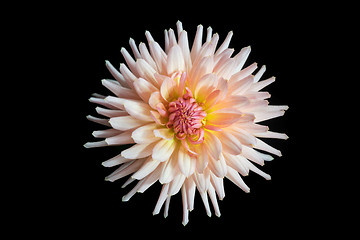 Image showing beautiful dahlia flower isolated