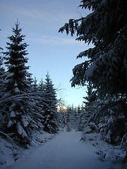 Image showing Forest road with snow