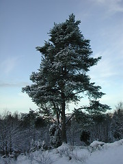 Image showing Tree with snow