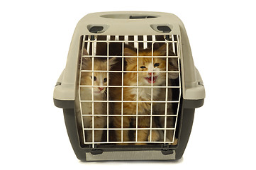 Image showing Kittens in transport box isolated on white background