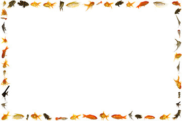 Image showing Fish frame isolated on white background