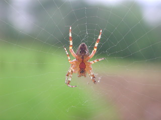 Image showing Spider and web