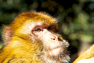 Image showing bush monkey  africa morocco  fauna close up