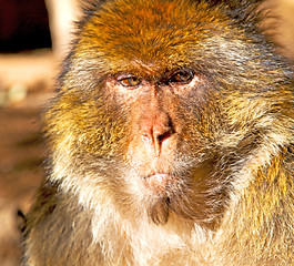 Image showing old monkey in africa morocco and natural background fauna close 