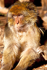 Image showing old monkey in   and natural background fauna  