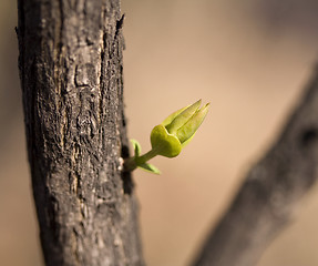 Image showing Perky Bud