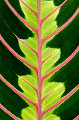 Image showing Green leaf with red veins 