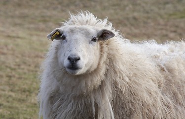 Image showing Sheep