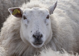 Image showing Sheep