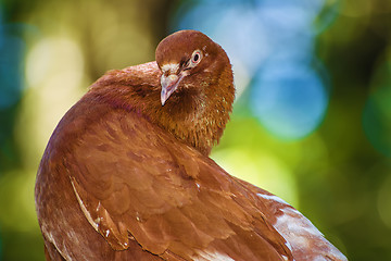 Image showing Pigeon