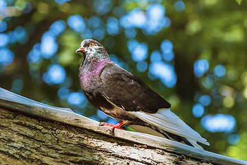 Image showing Pigeon