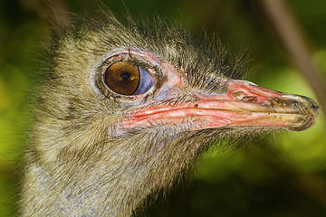 Image showing Ostrich