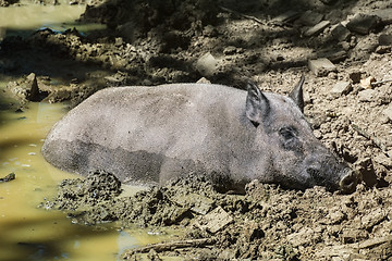 Image showing Wild Boar