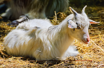 Image showing Home Goat