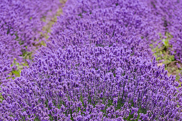 Image showing Lavender