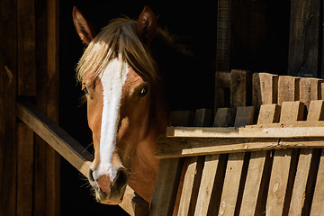 Image showing Horse