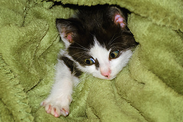 Image showing Kitten