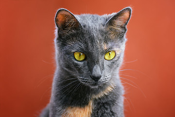 Image showing Cat