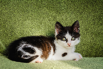 Image showing Kitten