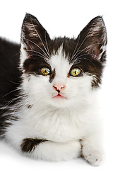 Image showing Kitten 