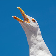 Image showing Seagull