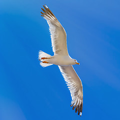 Image showing Seagull