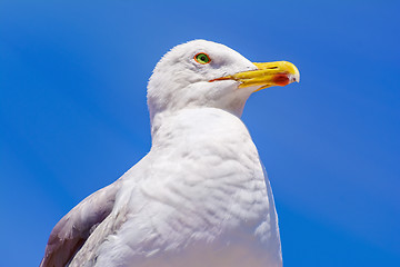 Image showing Seagull