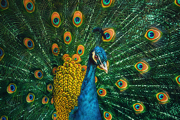 Image showing Peacock