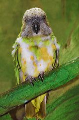Image showing Parrot