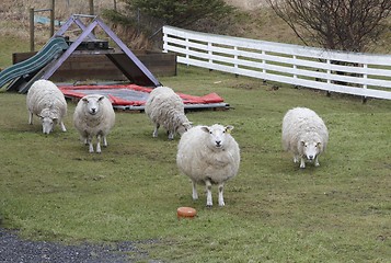 Image showing Sheep