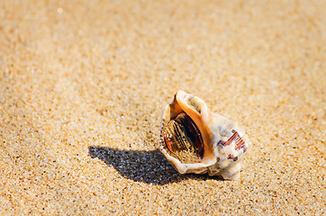 Image showing Veined Rapa Whelk