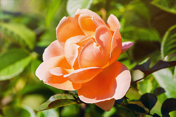 Image showing Rose