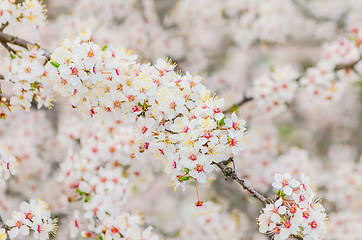 Image showing Cherry Blossom