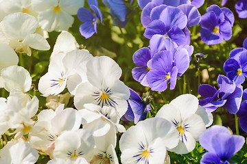 Image showing Pansy