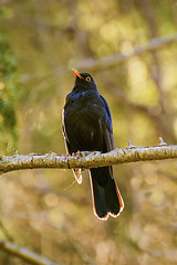 Image showing Common Blackbird