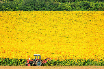 Image showing Sunflowers Field