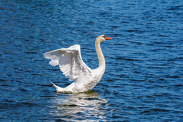 Image showing Swan