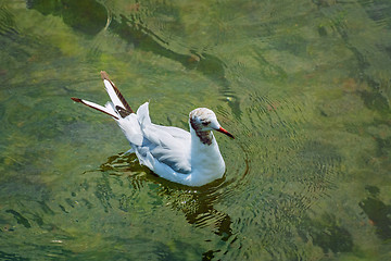 Image showing Seagull