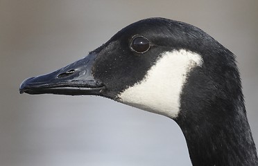 Image showing Canadian goose