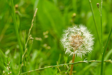 Image showing dandelion